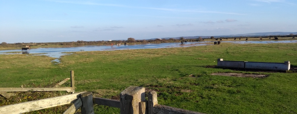 Treading water with cows is optional