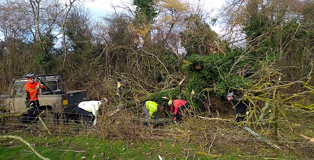 Tree removal collaboration between cyclists and cars